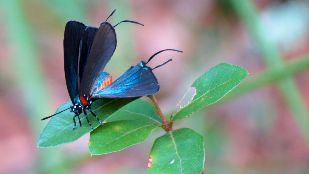 Purple Hairstreak Butterfly