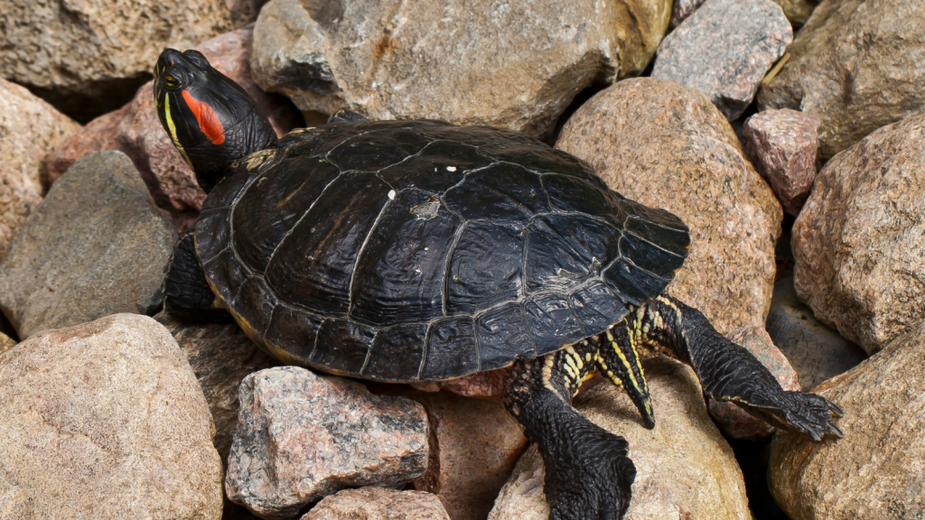 Red-Eared Terrapin