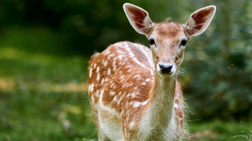 Roe Deer