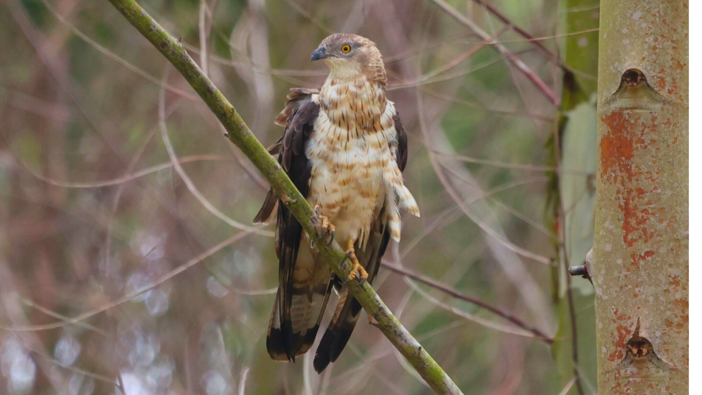 European Honey Buzzard 