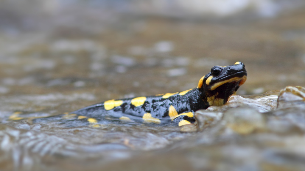 Fire Salamander 