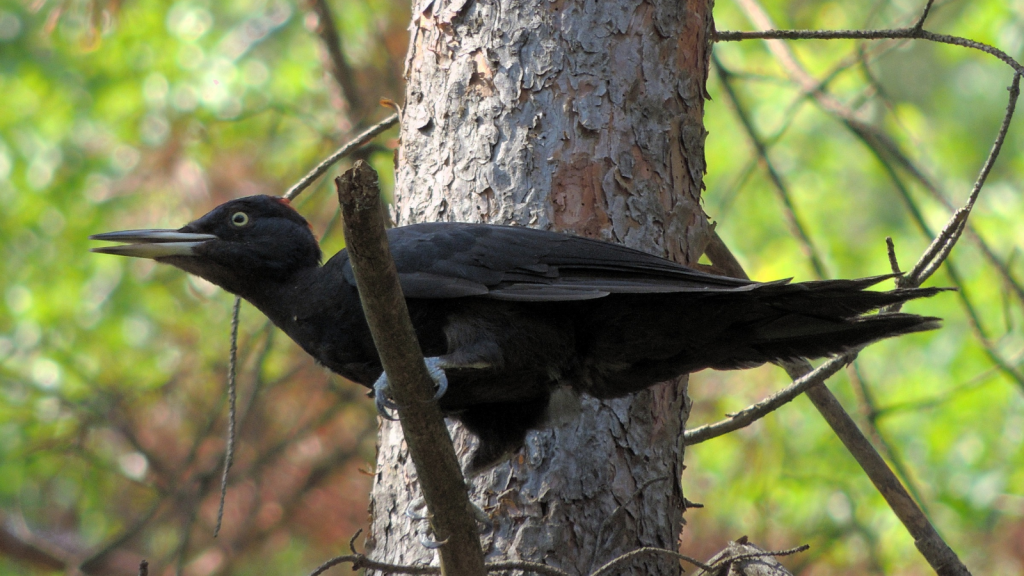 Black Woodpecker