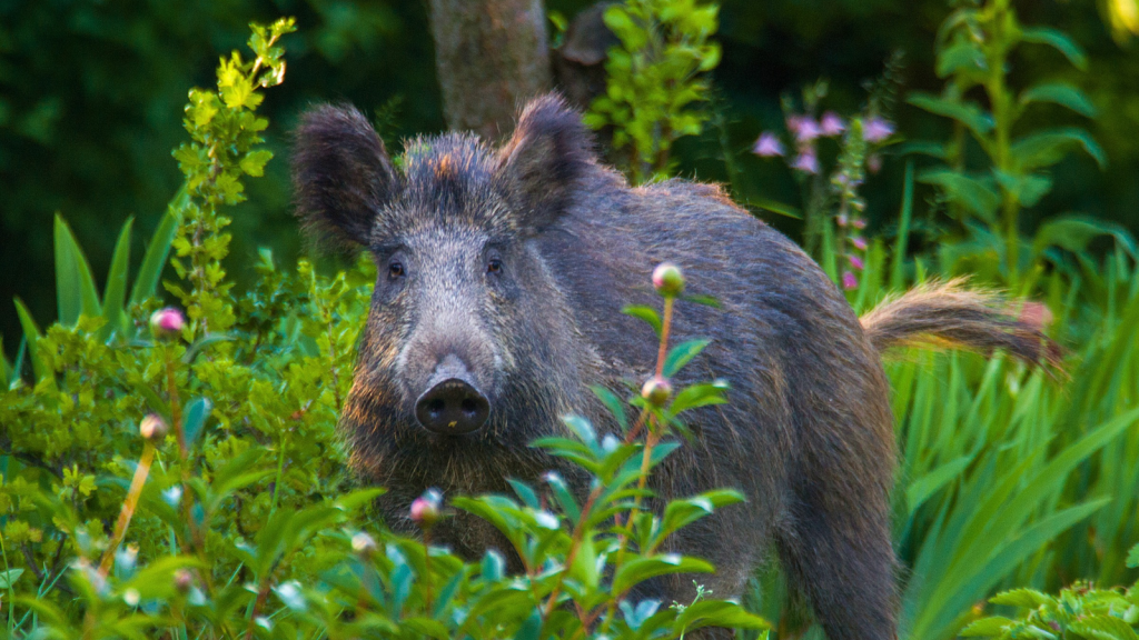 Wild Boar | 12 Forest-Dwelling Species of the Black Forest