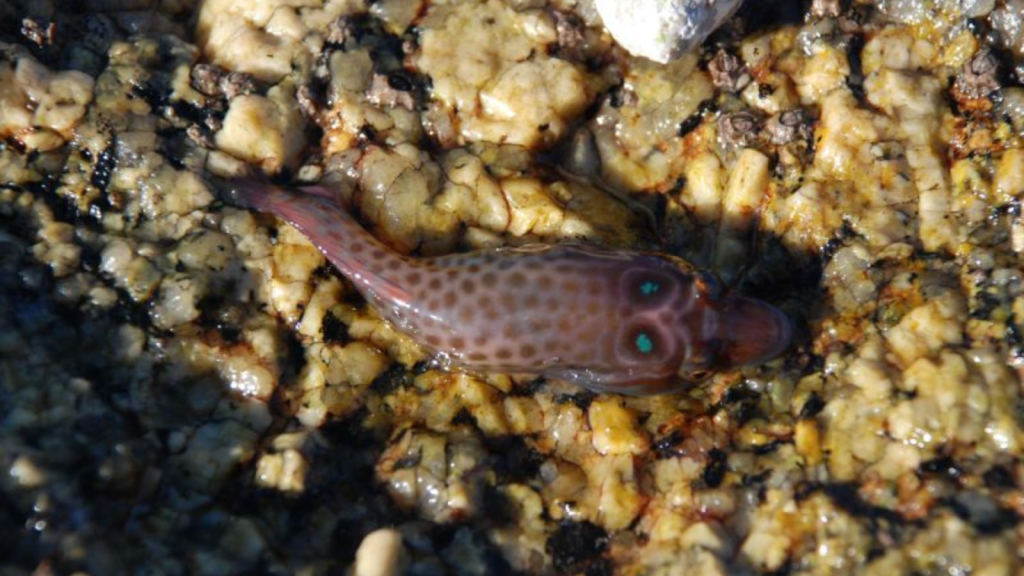 Cornish Sucker Fish