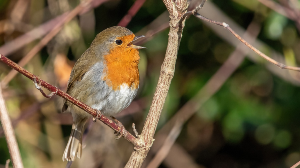 European Robin