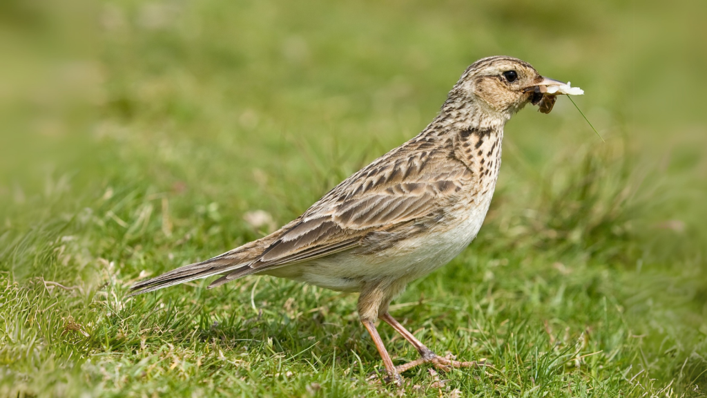 Eurasian Skylark