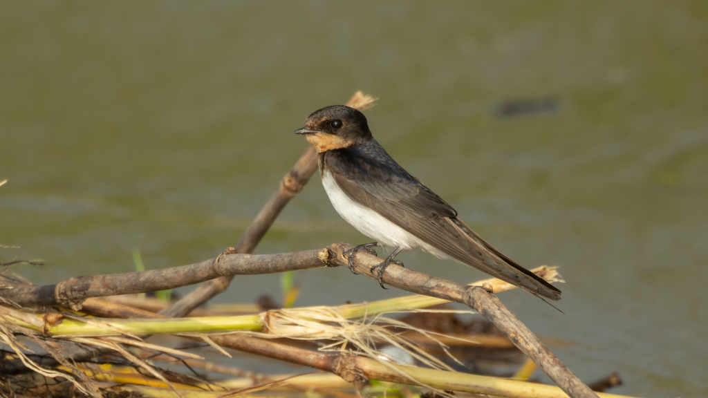 Barn Swallow