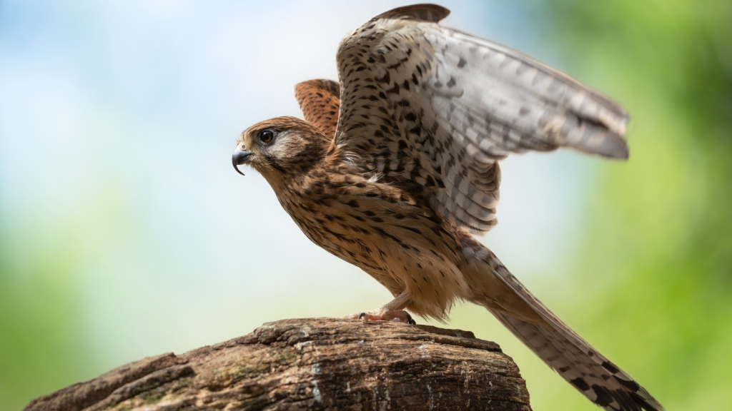 Kestrel | 10 Birds of Prey That Rule the UK's Skies