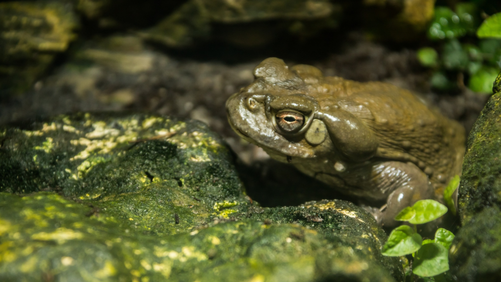 Goliath Frog