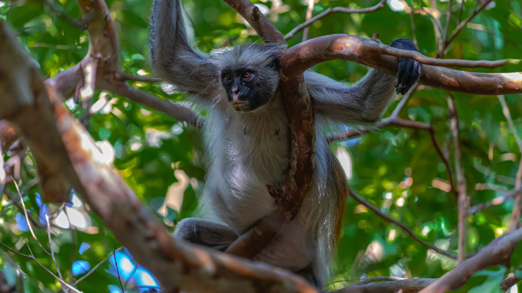 Red Columbus Monkey