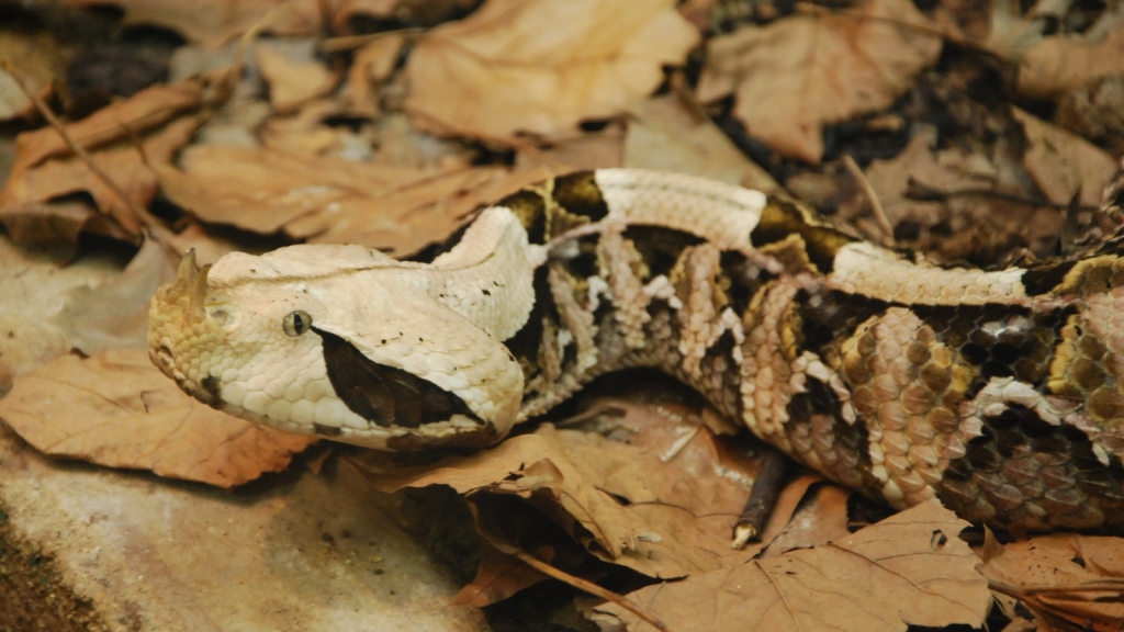 Gaboon Viper