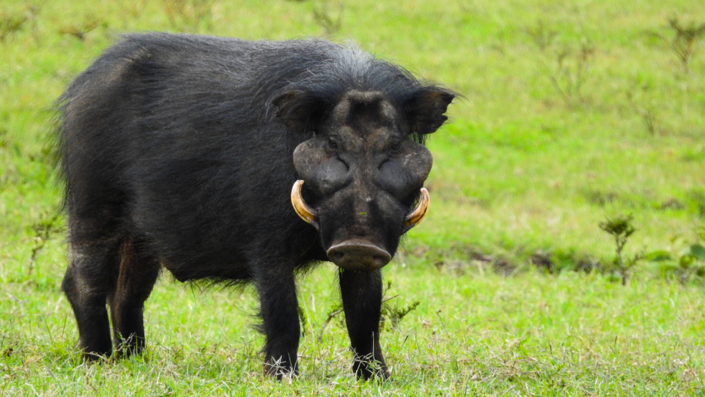 Giant Forest Hog