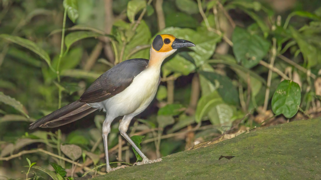 Picathartes