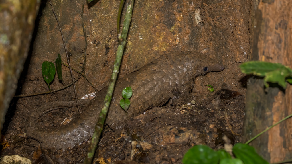 Tree Pangolin