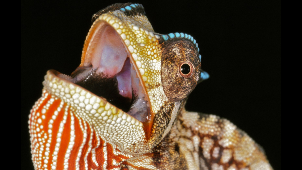 Crested Chameleon | 15 Surprising Animals of the African Rainforests