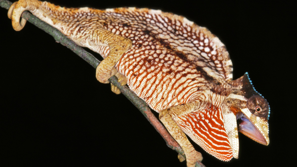 Crested Chameleon