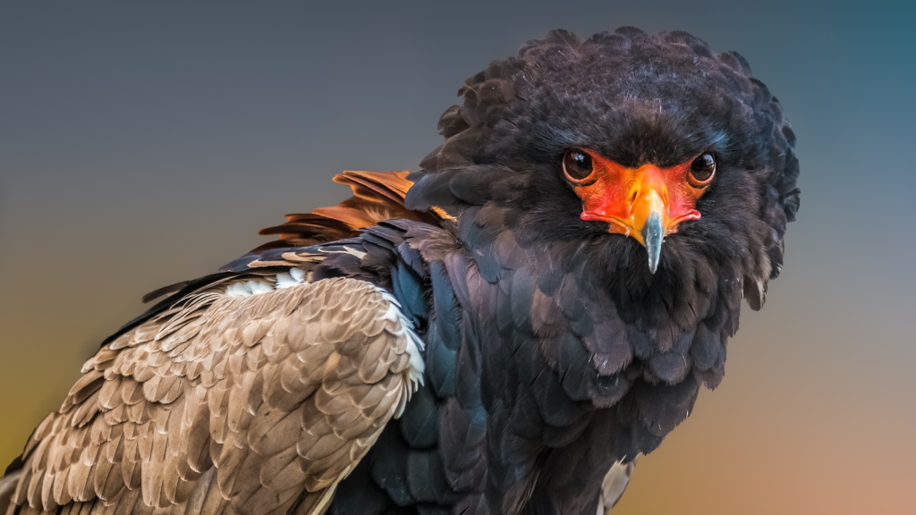 Bateleur Eagle | 15 Lesser-Known Predators of the African Savannah