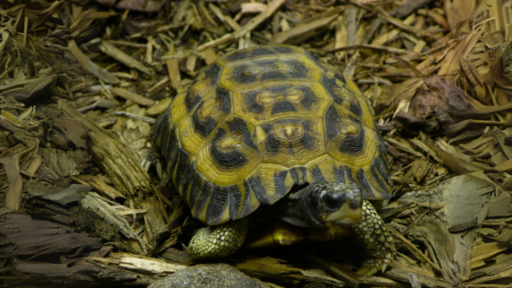 Flat-Tailed Tortoise Rat