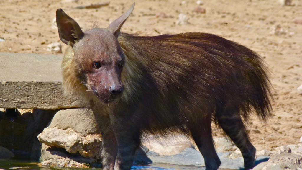 Brown Hyena