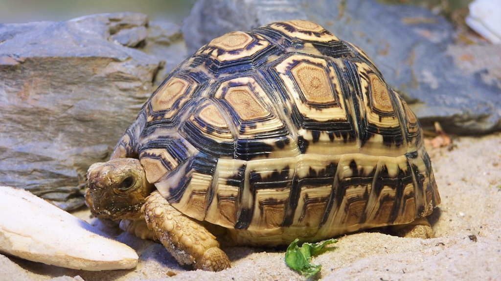 Leopard Tortoise