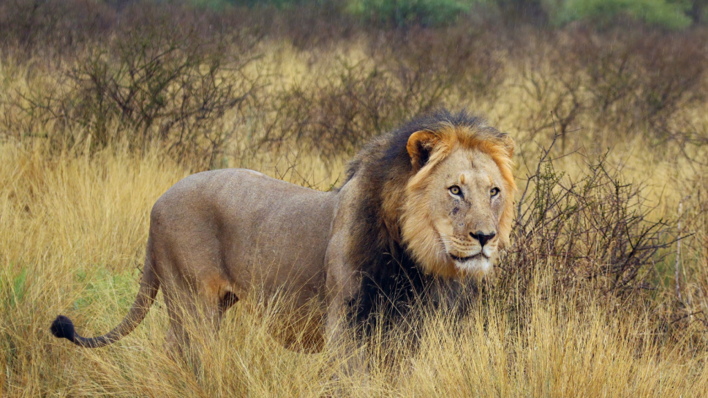 Kalahari Lion