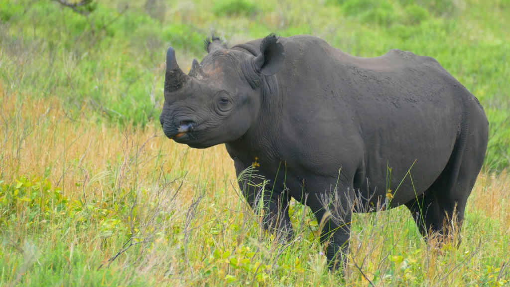 Black Rhino