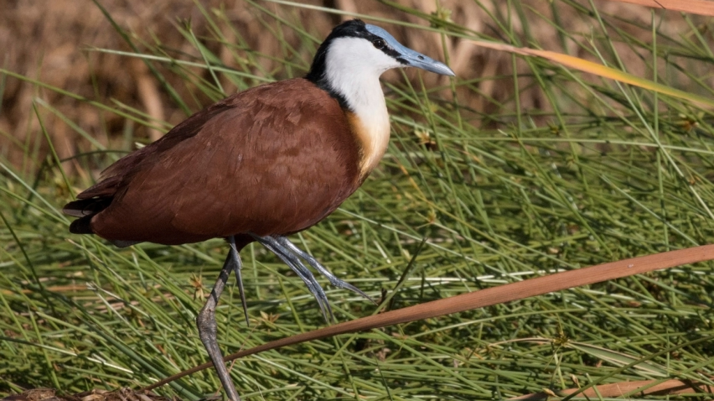 African Jacana