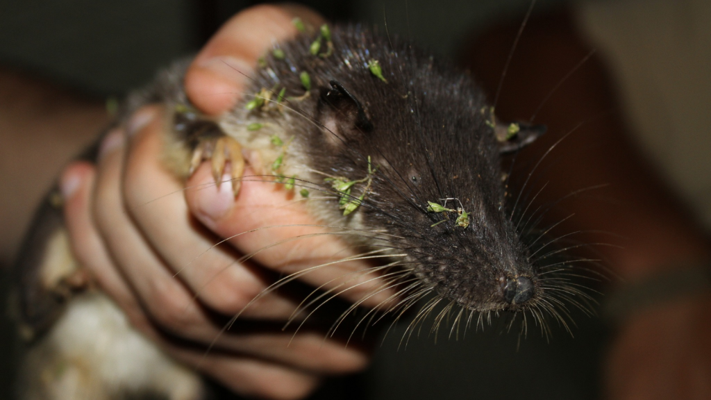 Giant Otter Shrew