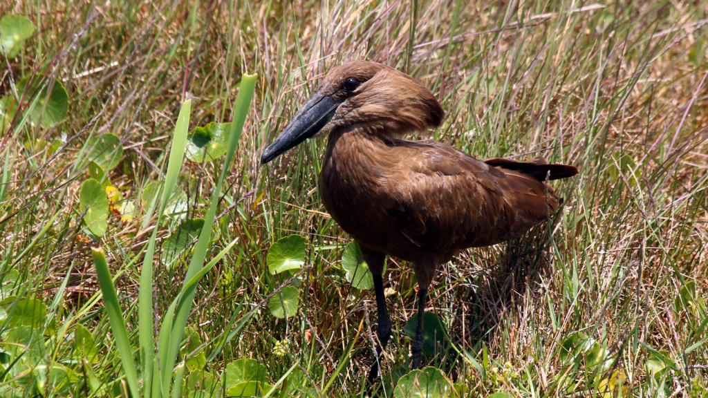 Hamerkop