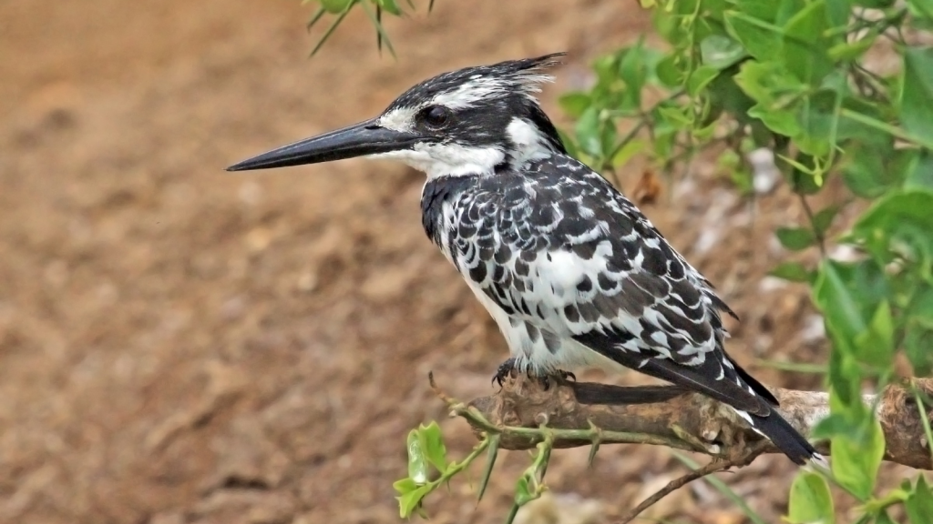 Pied Kingfisher