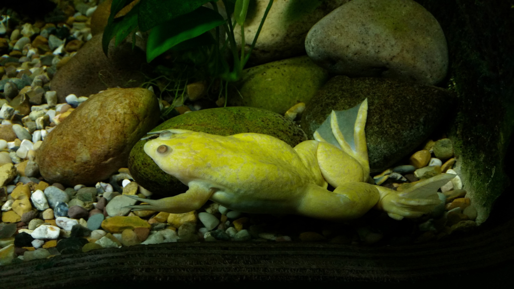 African Clawed Frog