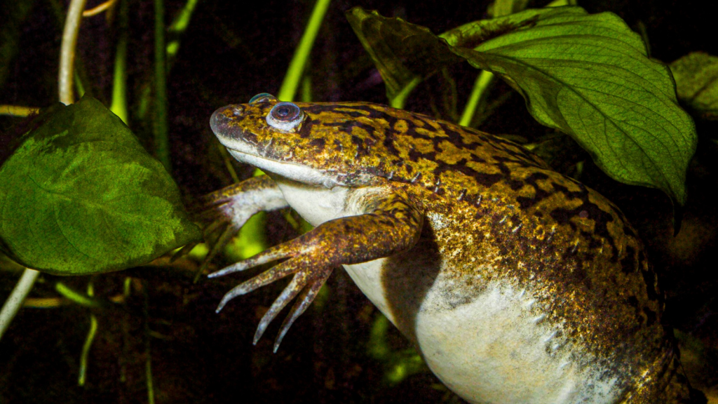 African Clawed Frog | 15 Amazing Creatures That Call Africa's Wetlands Home