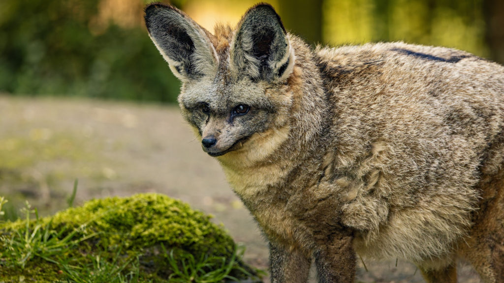 Bat-Eared Fox | 15 Nighttime Hunters of the African Savannah