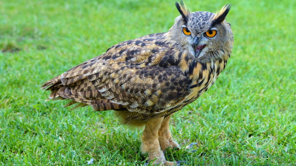 European Eagle Owl