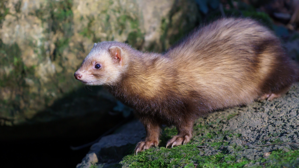 Ferret