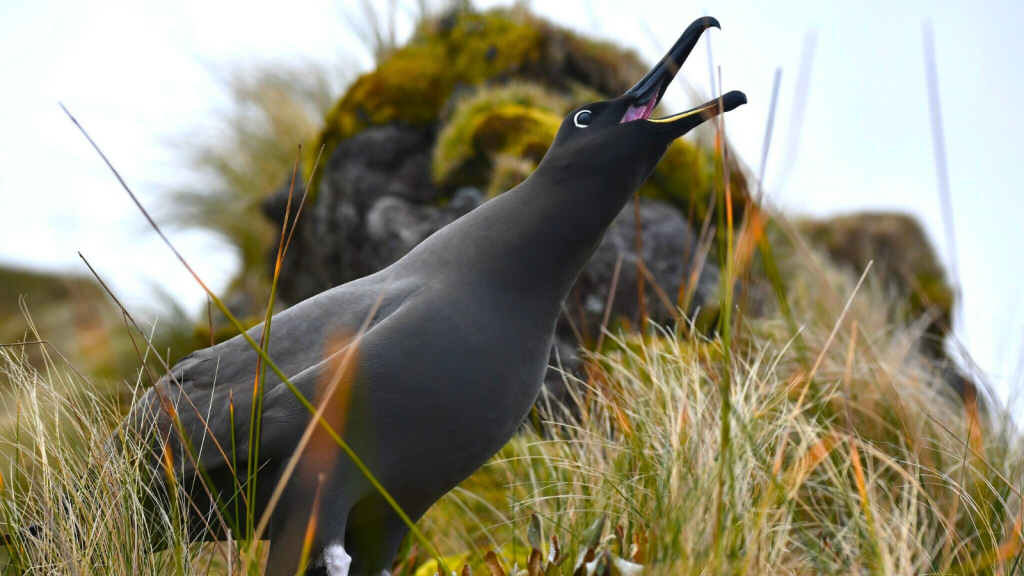 Sooty Albatross | 15 Predators That Feast on Jellyfish