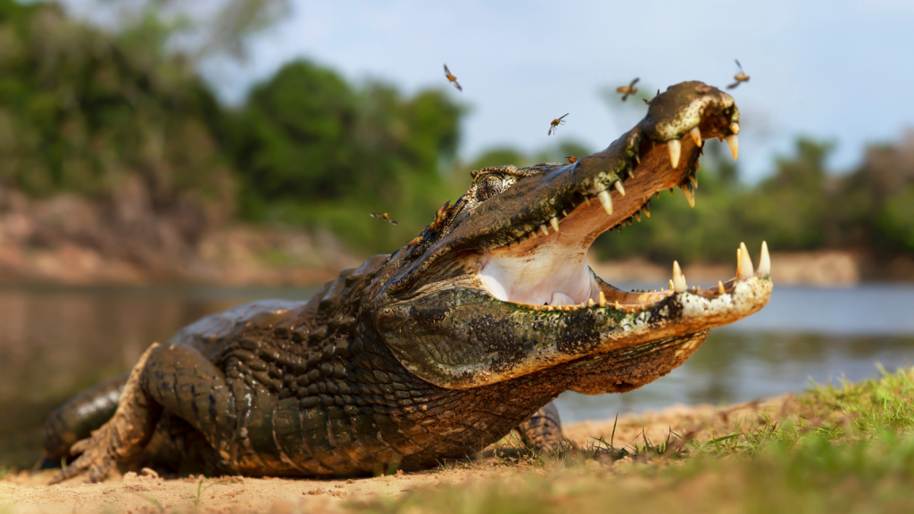 Yacare Caiman | 12 Animals That Devour Snakes Whole