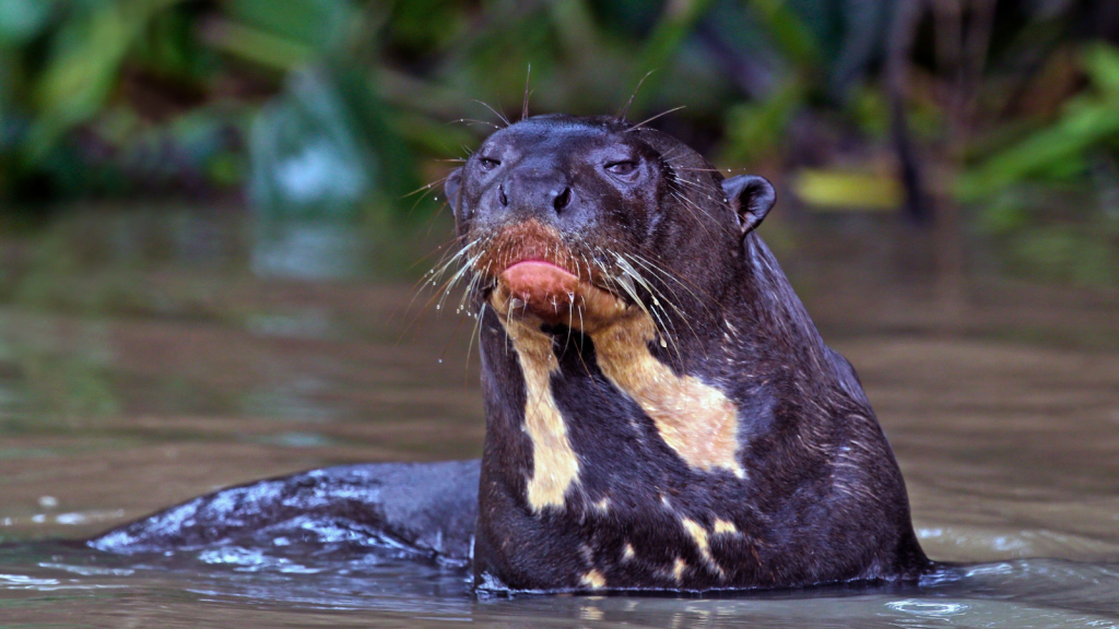 Giant River Otter