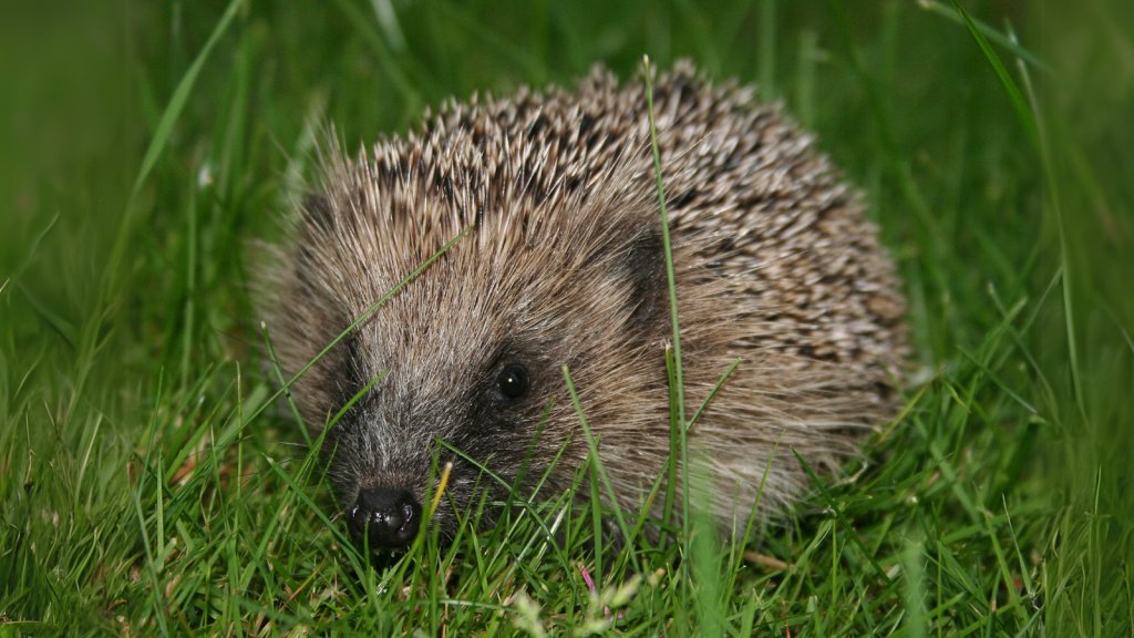 European Hedgehog