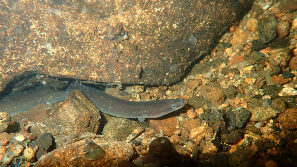 European Eel