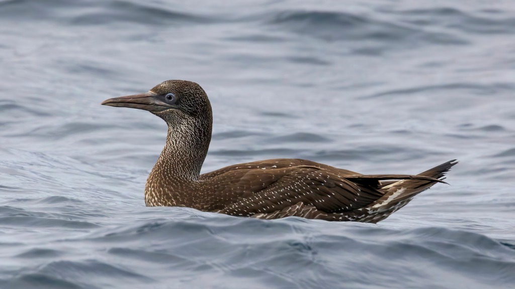 Gannet