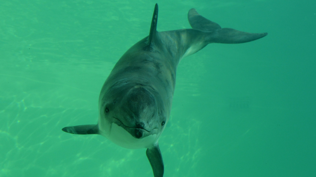 Harbour Porpoise