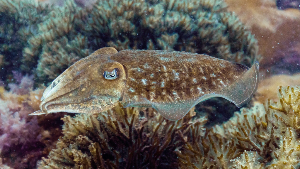 Cuttlefish