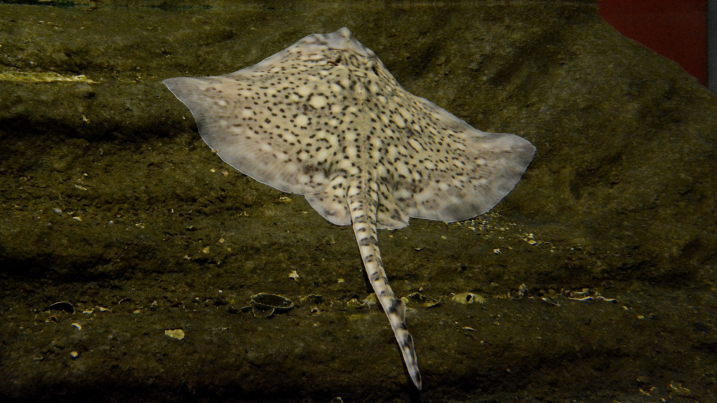 Thornback Ray