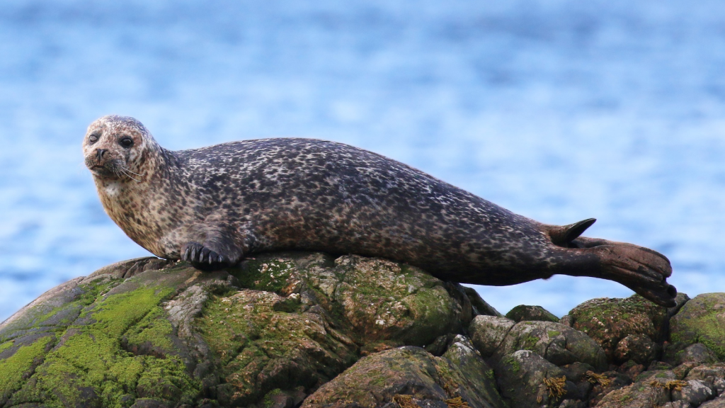 Common Seal