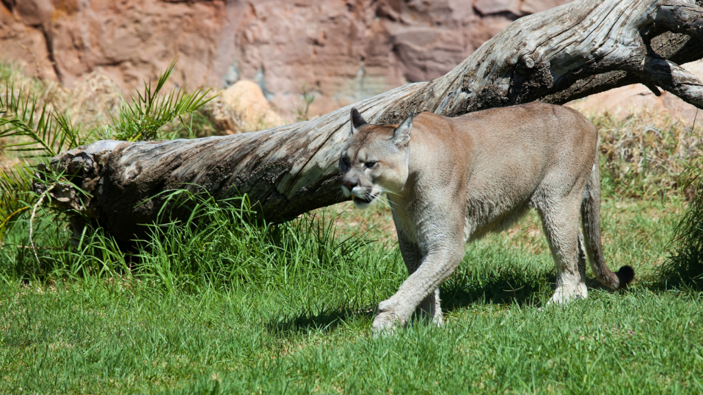 Mountain Lion