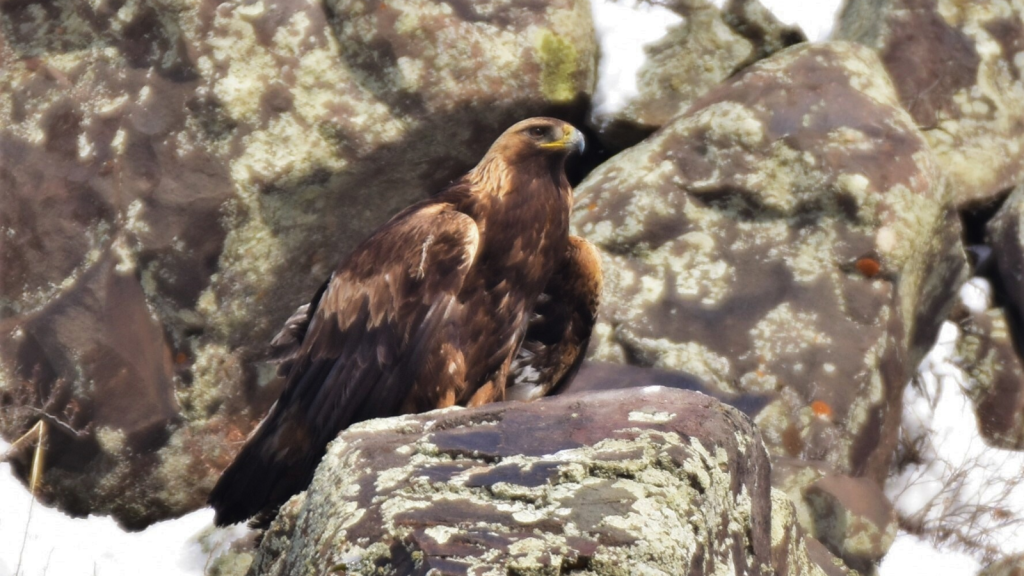 Golden Eagle