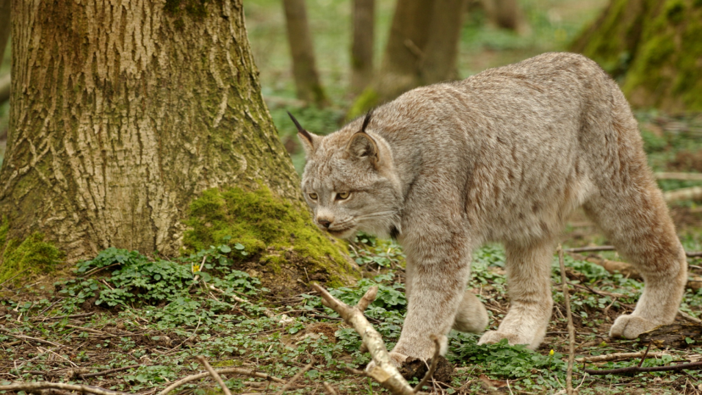 Canada Lynx