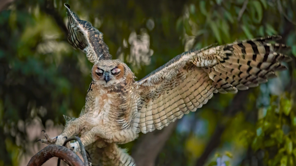 Great Horned Owl