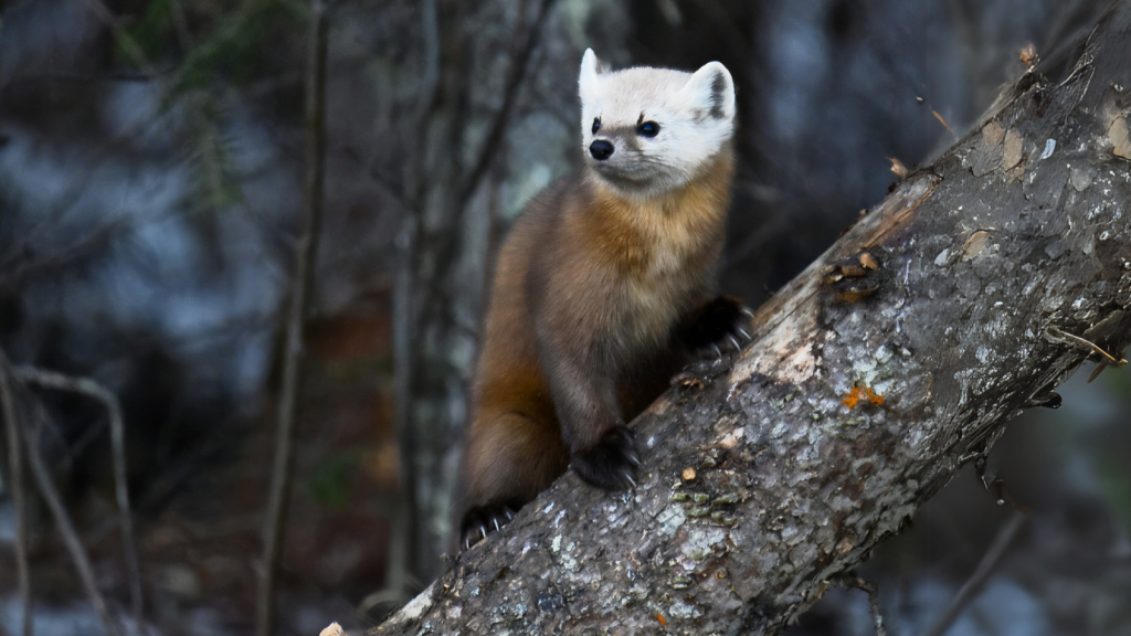 American Marten